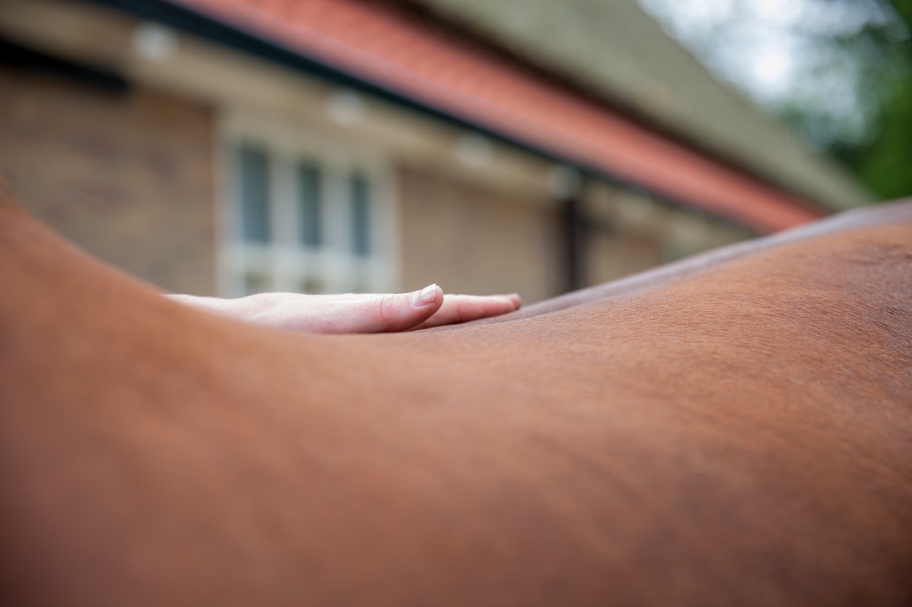 Rugproblemen bij een paard