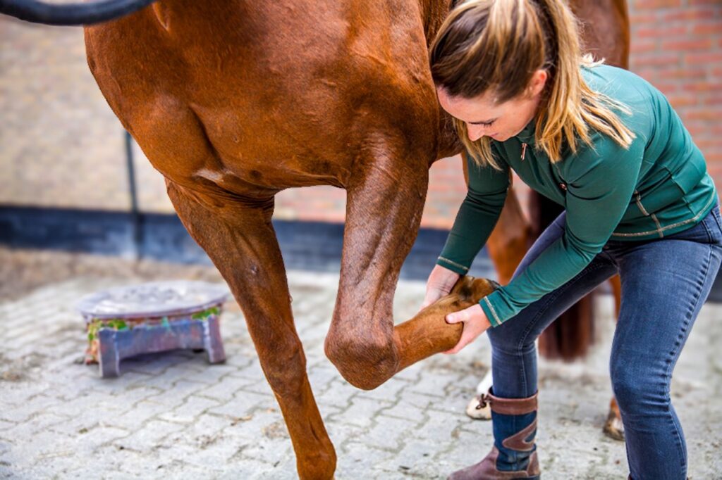 Paardenfysiotherapie