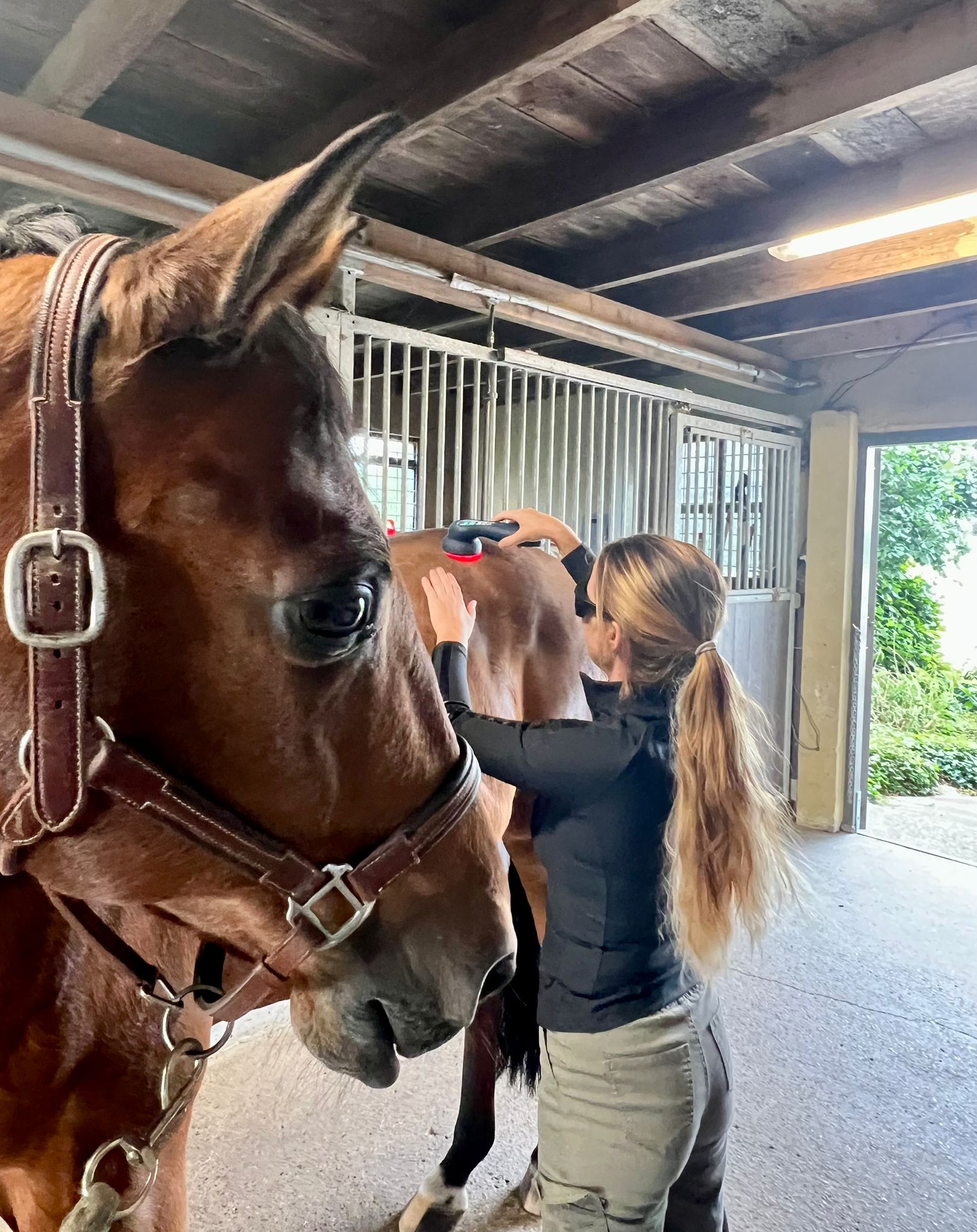 Leonie Perton lasertherapie bij paard