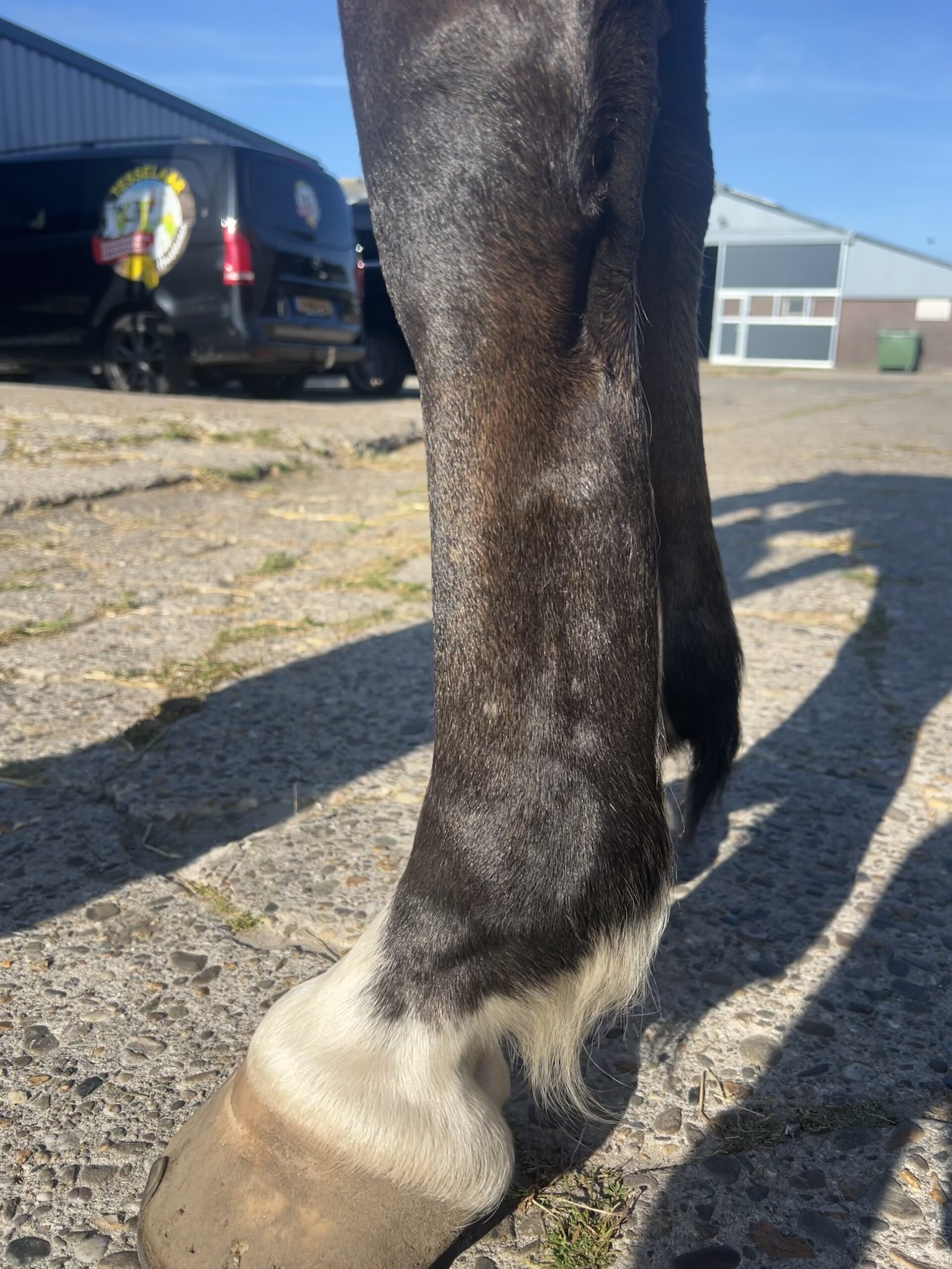 Paard na traject met lasertherapie